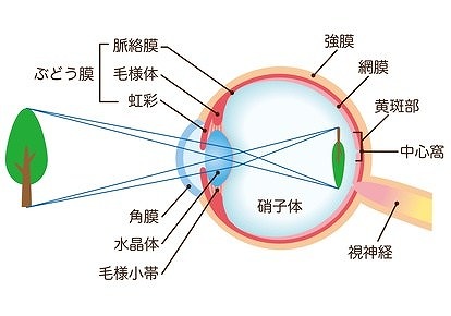 網膜とは